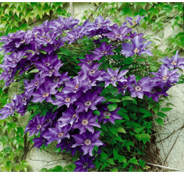 Clematis ´The President´ / Plamienok fialový, 80 cm, C2