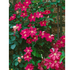 Clematis ´Ernest Markham´ / Plamienok ružovočervený, 80 cm vyv., C2
