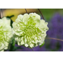 Clematis ´Manju®´/ Plamienok plnokvetý biely, mladá r., K9