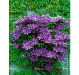Clematis ´The President´ / Plamienok, 50-60 cm, C2