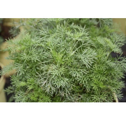 BIO Artemisia abrotanum var. Maritima / Cola bylinka, K12