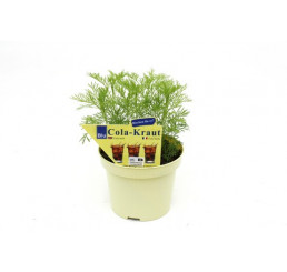 Artemisia abrotanum var. Maritima BIO / Cola bylinka, K12