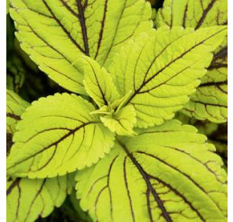 Coleus Caipirinha / Koleus / Okrasná žihľava, K7