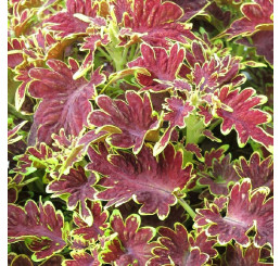 Coleus Copinto® ´Cuba Libre´ / Koleus / Okrasná žihľava, bal. 3 ks, 3x K7