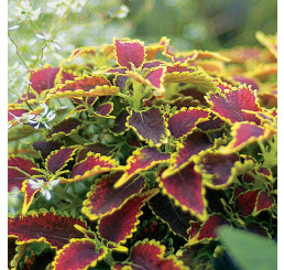 Coleus Copinto® ´Daiquiri´ / Koleus / Okrasná žihľava, bal. 6 ks, 6xK7