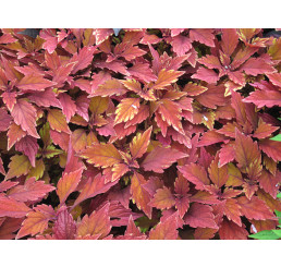 Coleus Spitfire / Koleus / Okrasná žihľava, bal. 3 ks, 3x K7