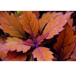 Coleus Spitfire / Koleus / Okrasná žihľava, K7