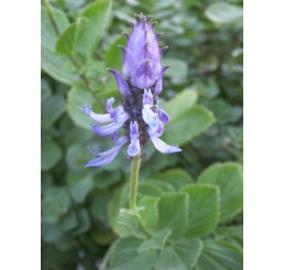 Coleus canina hybr. ´Verpiss Dich Grun´ / Koleus ´Mačka preč´, bal. 3 ks, 3x K7