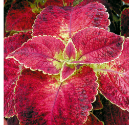 Coleus Copinto ´Bloody Mary´ / Koleus / Okrasná žihľava, bal. 6 ks, 6x K7