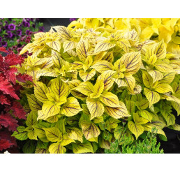 Coleus Nevada / Koleus / Okrasná žihľava, bal. 3 ks, 3x K7