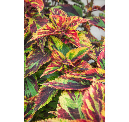 Coleus x blumei CockTail ´Combat´ / Koleus / Okrasná žihľava, bal. 6 ks, 6x K7