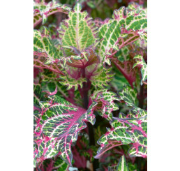 Coleus x blumei CockTail ´Peter ´s Wonder´ / Koleus / Okrasná žihľava, bal. 6 ks, 6x K7