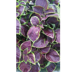 Coleus ´Solento Mint´ / Koleus / Okrasná žihľava, bal. 6 ks, 6x K7