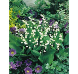 Convallaria majalis / Konvalinka, bal. 5 ks, 8/10