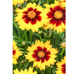Coreopsis grandiflora ´Solena® Red & Gold´ / Kráska veľkoúborová, K9