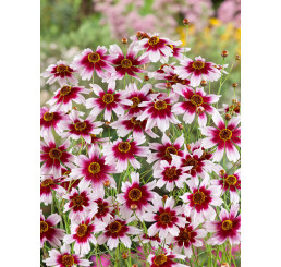 Coreopsis verticillata´Sunstar Rose / Kráska , K9
