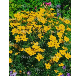 Coreopsis verticillata ´Zagreb´ / Kráska praslenová, K9