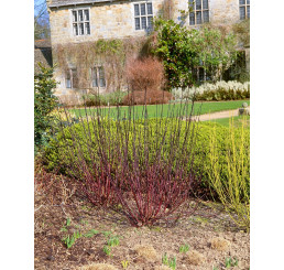 Cornus alba ´Kesselringii´ / Svíb biely, C3