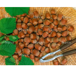 Corylus avellana ´Hallská´ / Lieska veľkoplodá, kmienok, 80/100, C7