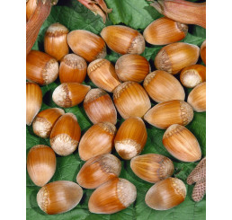 Corylus avellana ´Lombardská červená´ / Lieska, ker, kont