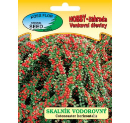 Cotoneaster horizontalis  / Skalník rozprestretý, bal. 30 s.