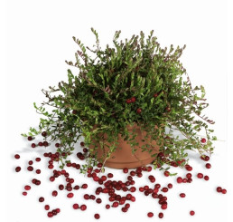 BIO Vaccinium macrocarpon ´Cranberry´ / BIO Kľukva, K12
