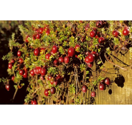 Vaccinium macrocarpon / Kľukva, K9