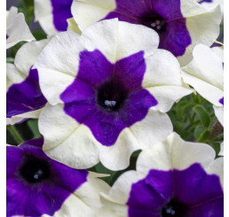 Petunia WFL® Crazytunia® Inkblot / Petúnia, bal. 6 ks sadbovačov
