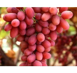 Vitis vinifera ´Crimson Seedlees´ / Stolové hrozno / Vinič , C1