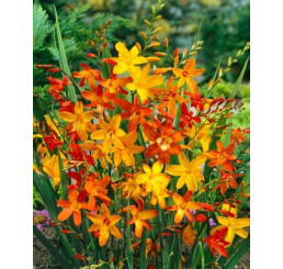 Crocosmia small-fl. Mix / Montbrécia drobnokvetá, bal. 10 ks, 6/+, SUPERCENA