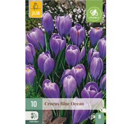 Crocus ´Blue Ocean´ / Veľkokvetý šafran, bal. 10 ks, 8/9