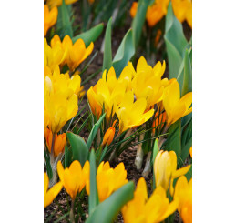Crocus ´Golden Yellow´ / Veľkokvetý šafran, bal. 10 ks, 8/9