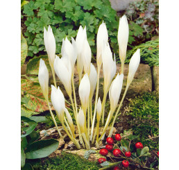 Crocus speciosus ´Albus´/ Šafran jesenný, bal. 15 ks, 5/+