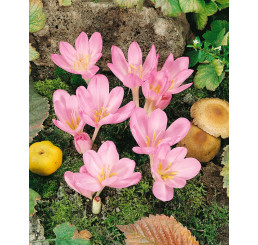 Crocus speciosus / Šafran jesenný, bal. 10 ks, 5/+