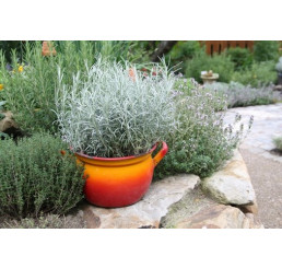 Helichrysum angustifolia BIO / Curry bylinka, K12