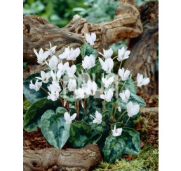 Cyclamen hederifolium ´Album´ / Cyklámen biely, 10/+