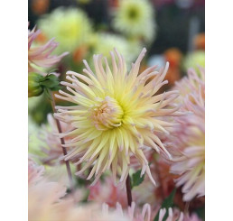 Dahlia ´Apricot Star´ / Georgína, I.