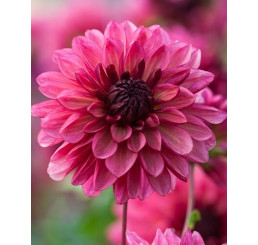 Dahlia ´Bacardi´ / Georgína, I.