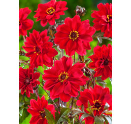 Dahlia collar ´Bishop of Llandaff´ / Georgína, I.