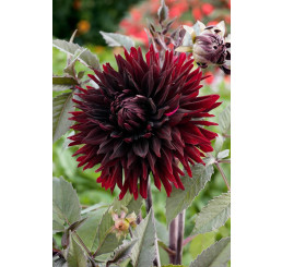 Dahlia ´Black Jack´ / Georgína, I.