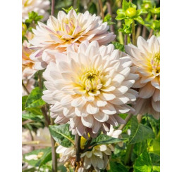 Dahlia ´Diana´s Memory´ / Georgína, bal. 10 ks, I., XXL