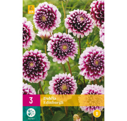 Dahlia ´Edinburgh´ / Georgína, bal. 3 ks, I., XL