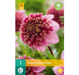 Dahlia ´Fenna Baaij´ / Georgína, I.