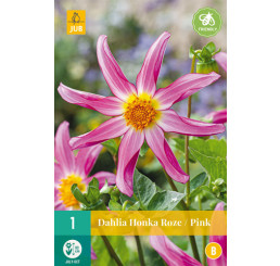 Dahlia ´Honka Roze/ Pink´/ Georgína, I.