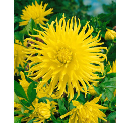 Dahlia ´Kennemerland´ / Georgína, I.