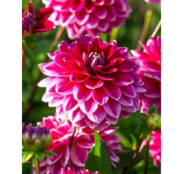 Dahlia ´Maldini´ / Georgína, I.