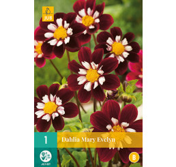 Dahlia collar ´Mary Evelyn / Georgína, I.