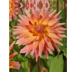 Dahlia ´Omega´ / Georgína, bal. 10 ks, I., XXL