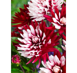 Dahlia ´Rebecca´s World´ / Georgína, I.