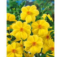 Dahlia ´Yellow Sneezy´ / Georgína, I.